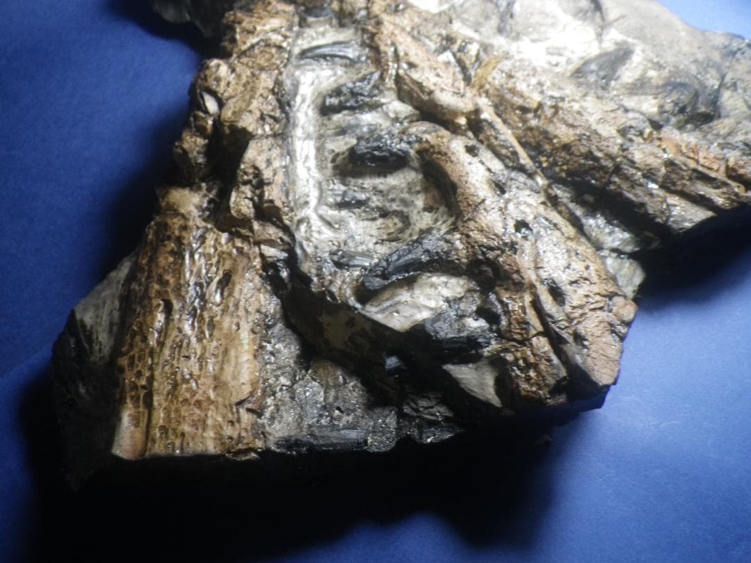 国産化石　貴重レプリカ　２５１１１２－１