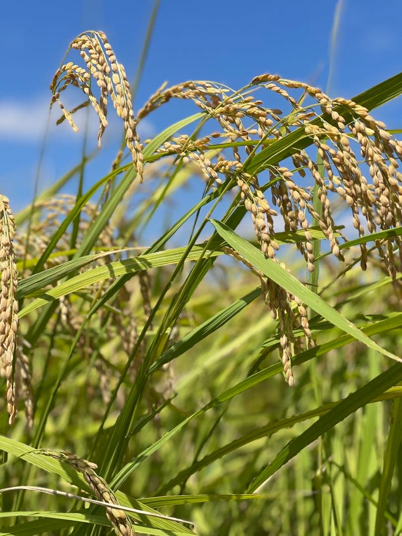 新米 コシヒカリ 令和7年産 千葉県いすみ市産　白米　クリーン精米