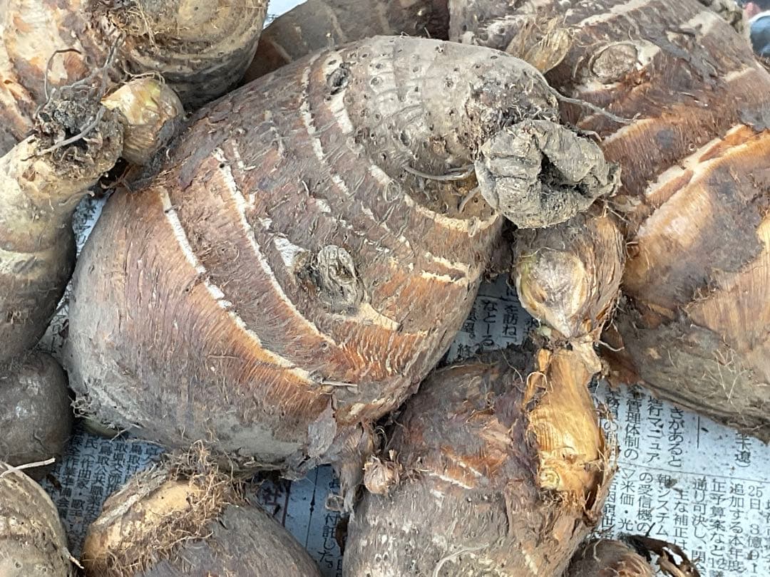 Masakadu Nakamura分　海老芋　12,5kg ③