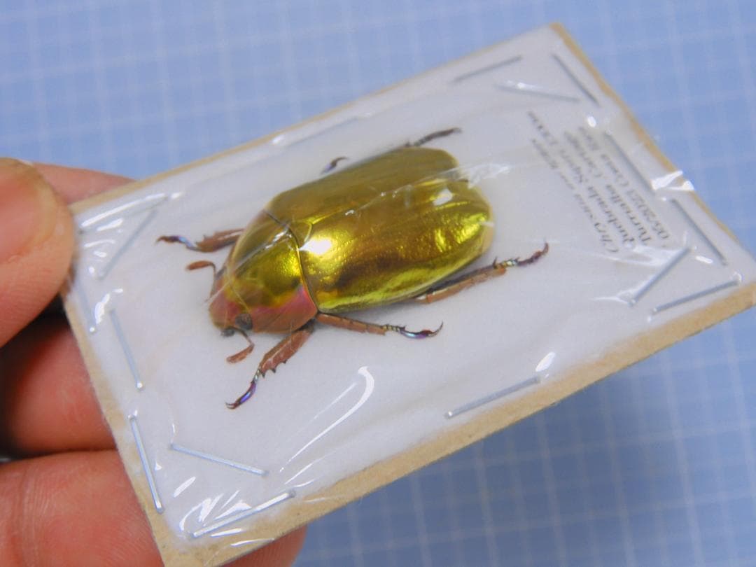 コスタリカ産　アウリガヌスキンイロコガネ　27mm