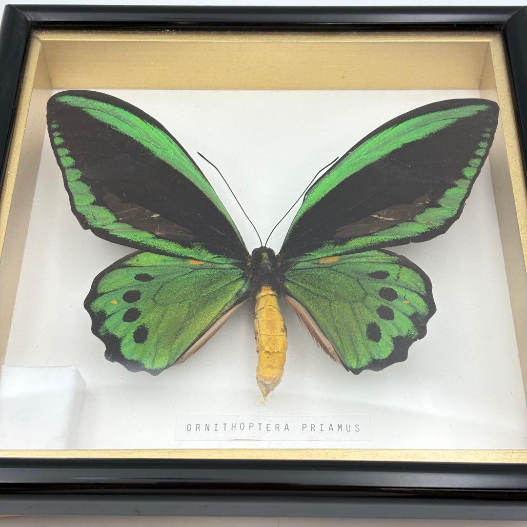 蝶々 標本 まとめ売り アゲハ グリーン ブルー 0613-S6299s