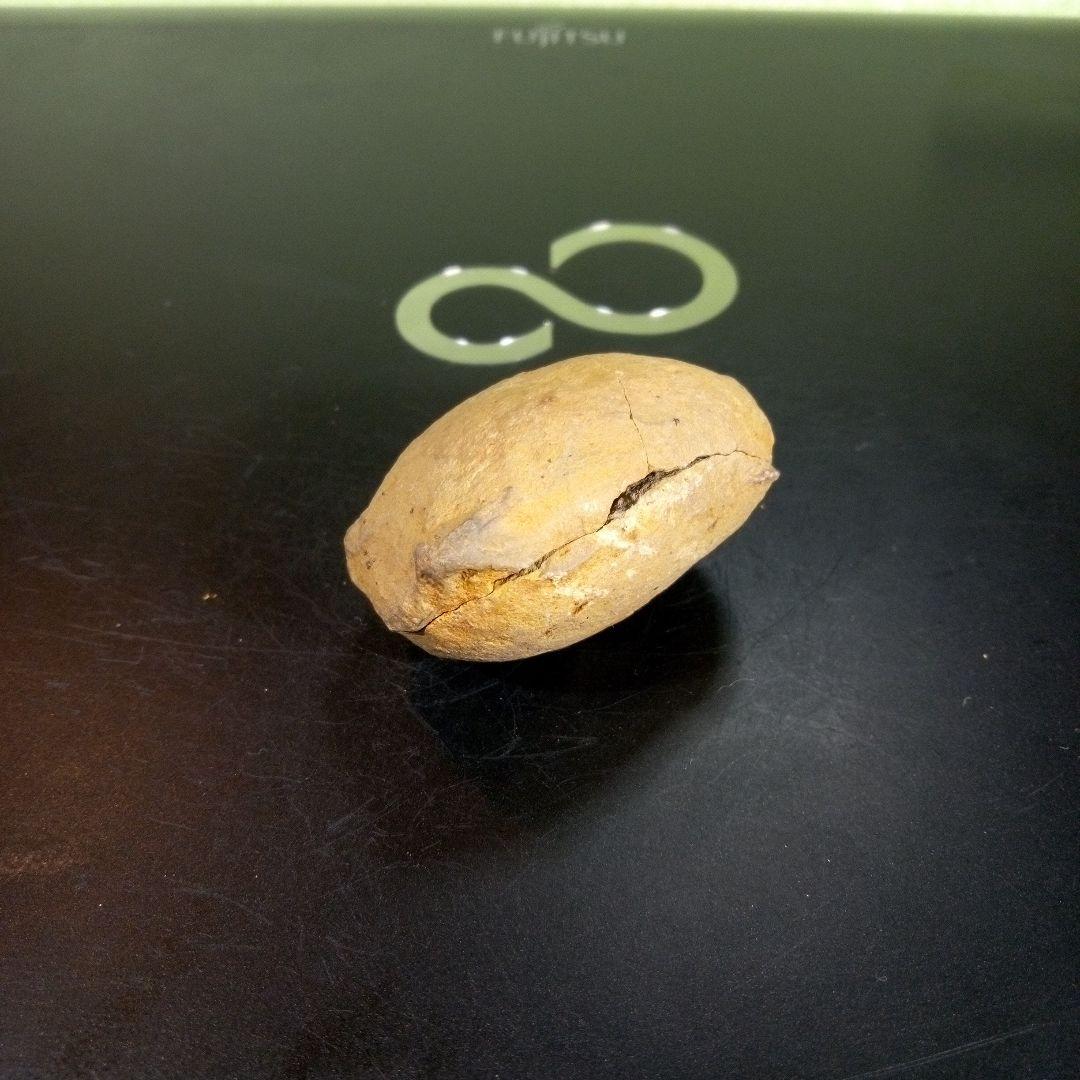 三葉虫　化石　fossil　ボリビア産　trilobite　ノジュール管理⑥