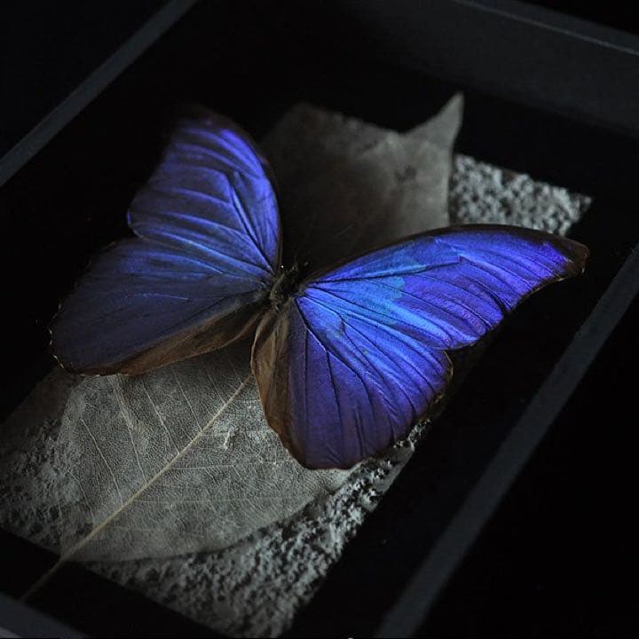 モルフォ蝶 標本 アンティーク sibora