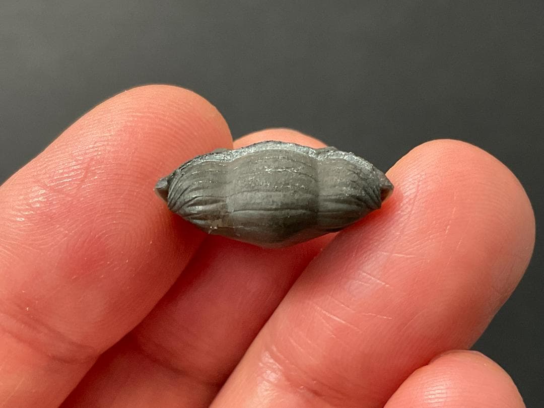 三葉虫 [TB70] イソテルス 防御態勢