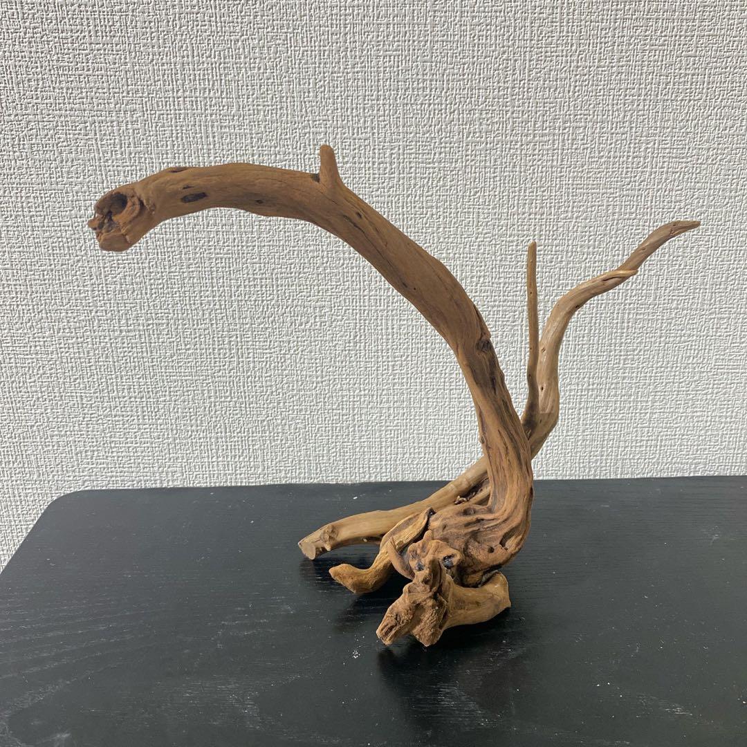 マングローブレイアウト2点付き水槽セット