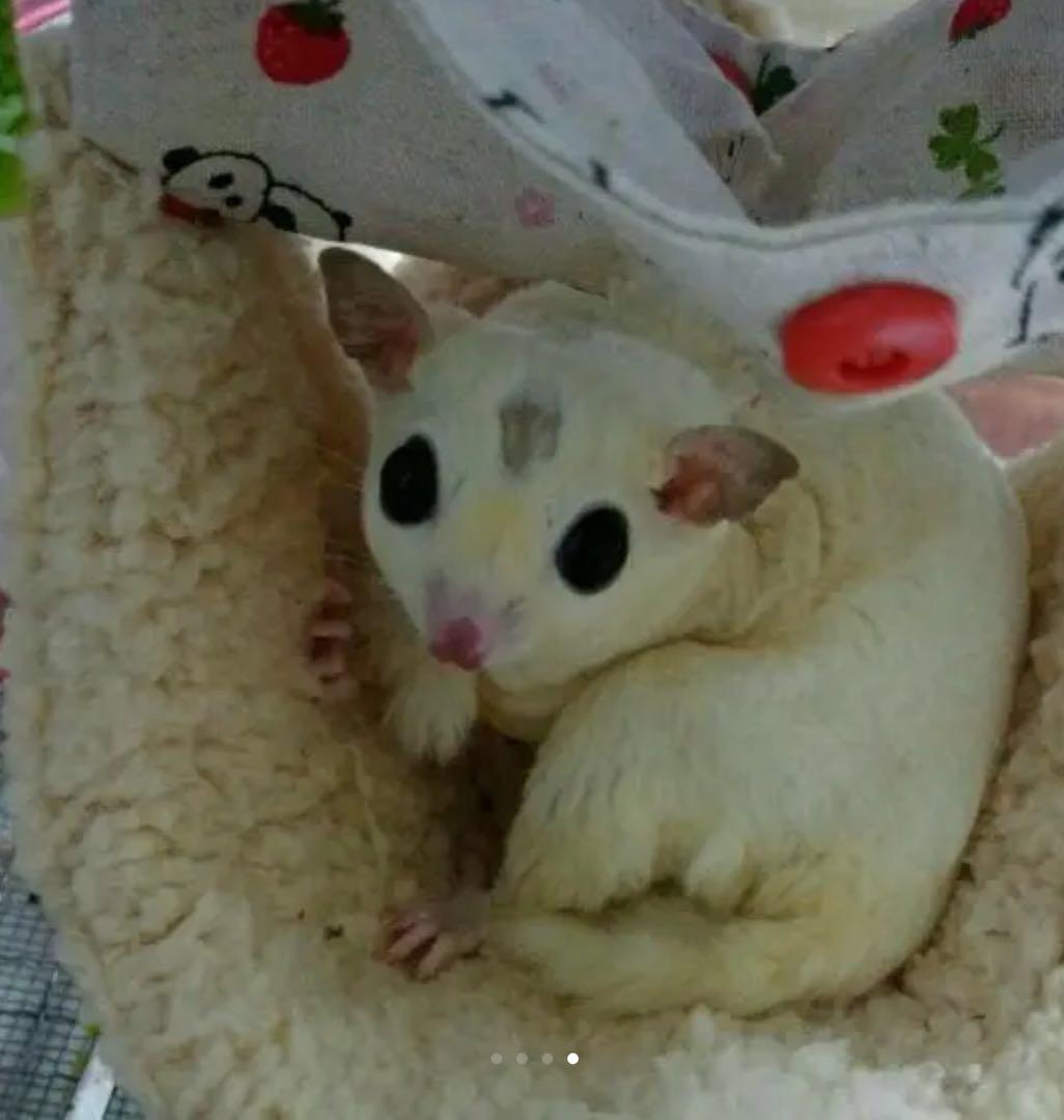 モモンガハウス(わんちゃん・猫ちゃん・リアル)  ボアベージュ 1900円