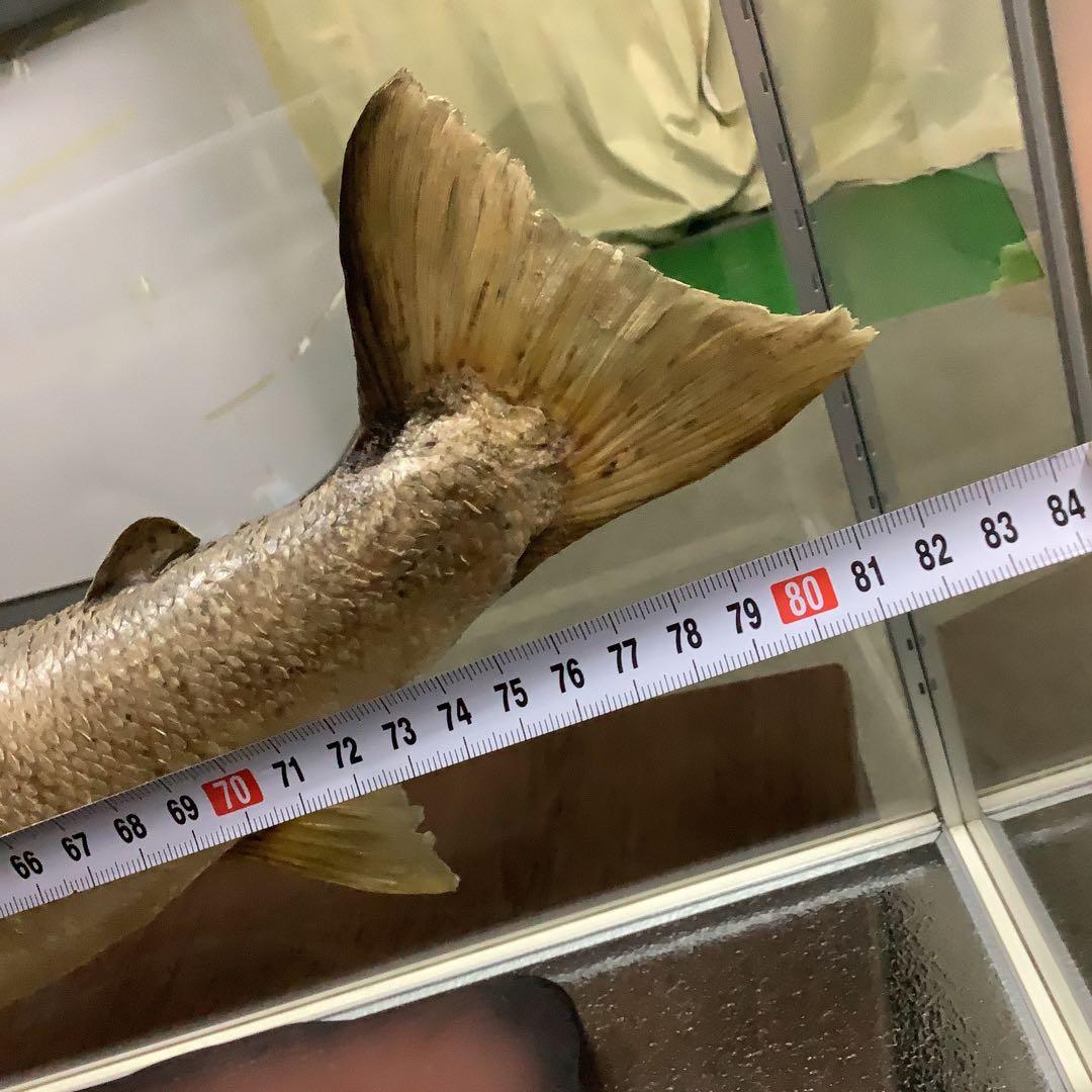 イトウ　剥製　　　魚類 標本 木製スタンド・ショーケース付き