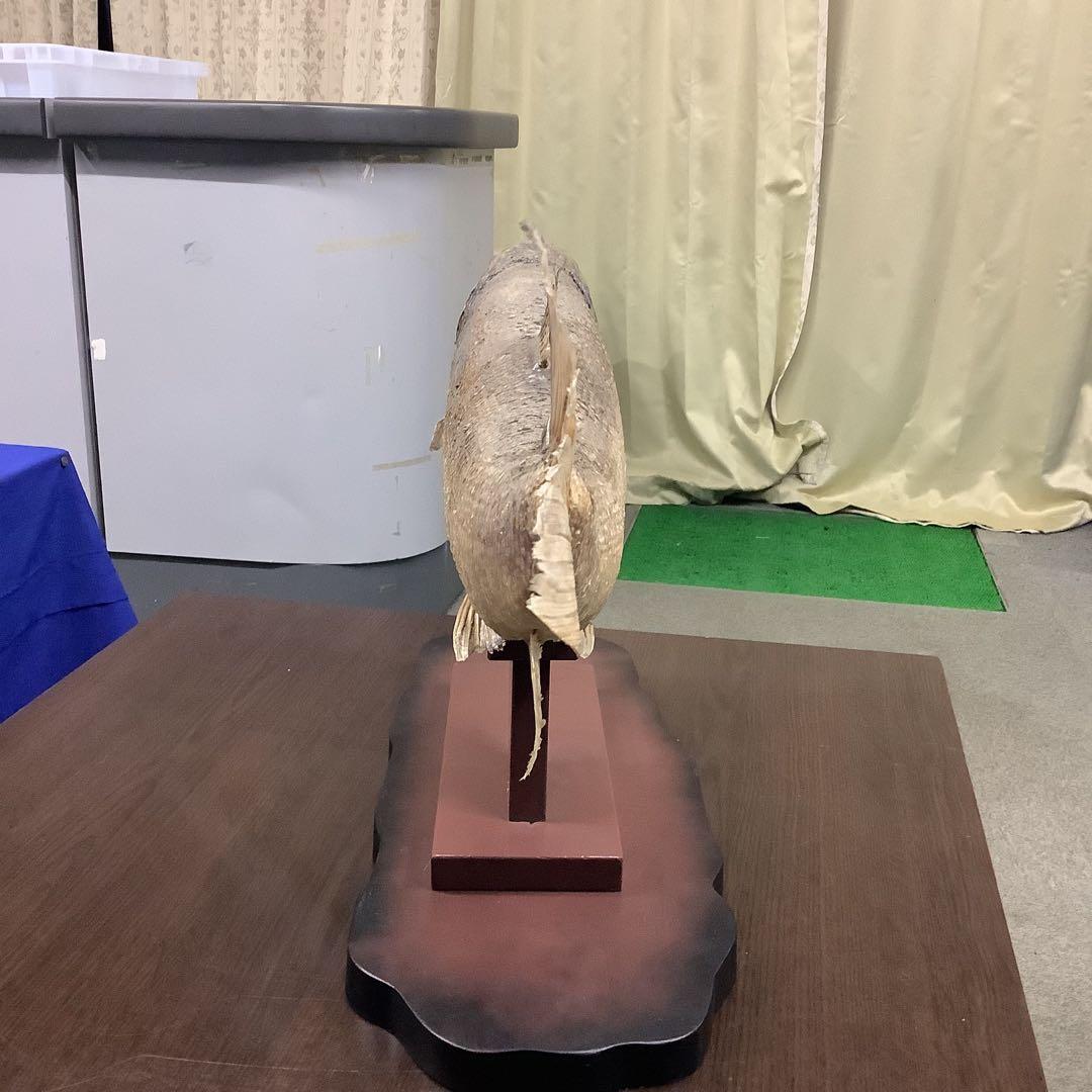 イトウ　剥製　　　魚類 標本 木製スタンド・ショーケース付き