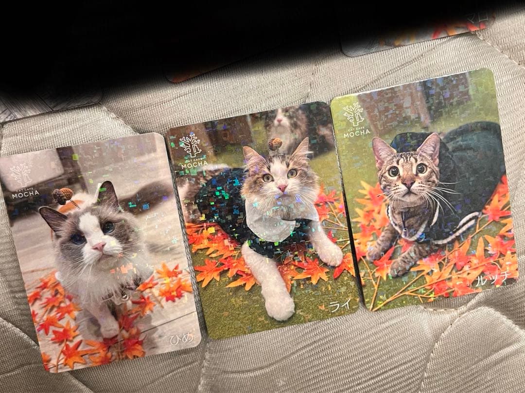 猫カフェmocha にゃんずトレカ　秋のおさんぽ　アルシェ大宮店
