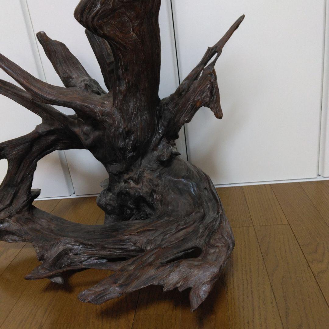 1379 木の根 切株 竜 龍 Dragon