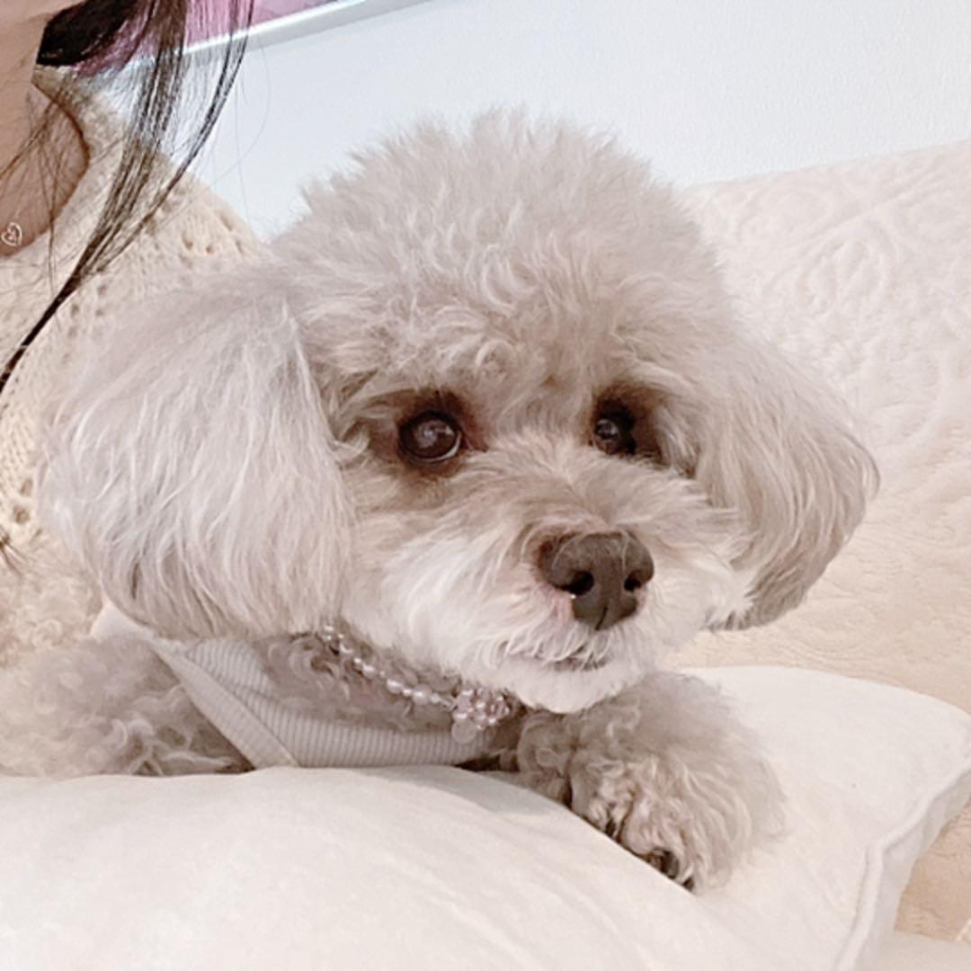 ペット用ビーズネックレスMGH-010