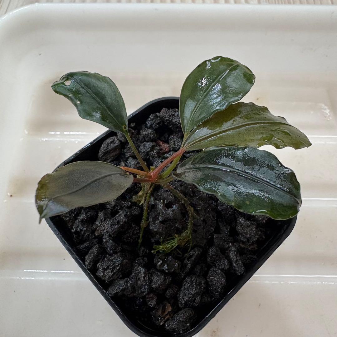 ①Bucephalandra Motleyana Padawan 水上葉