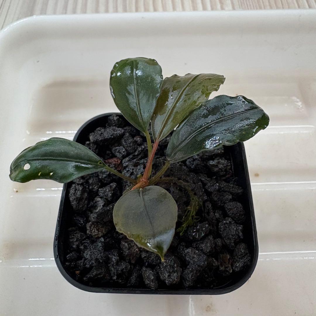 ①Bucephalandra Motleyana Padawan 水上葉