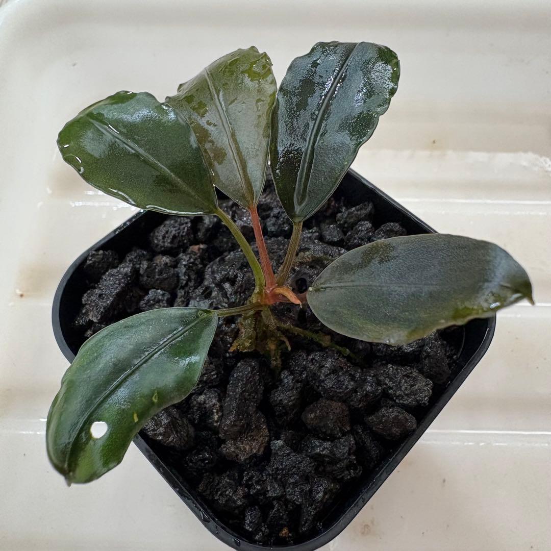 ①Bucephalandra Motleyana Padawan 水上葉
