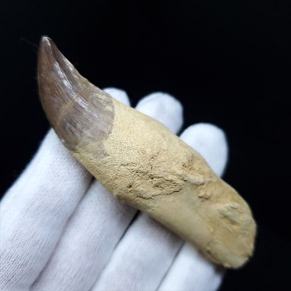 美品 歯根付き モササウルス 化石 歯 本物 80.38mm mos6