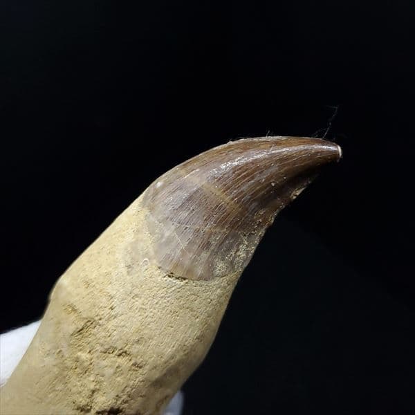 美品 歯根付き モササウルス 化石 歯 本物 80.38mm mos6