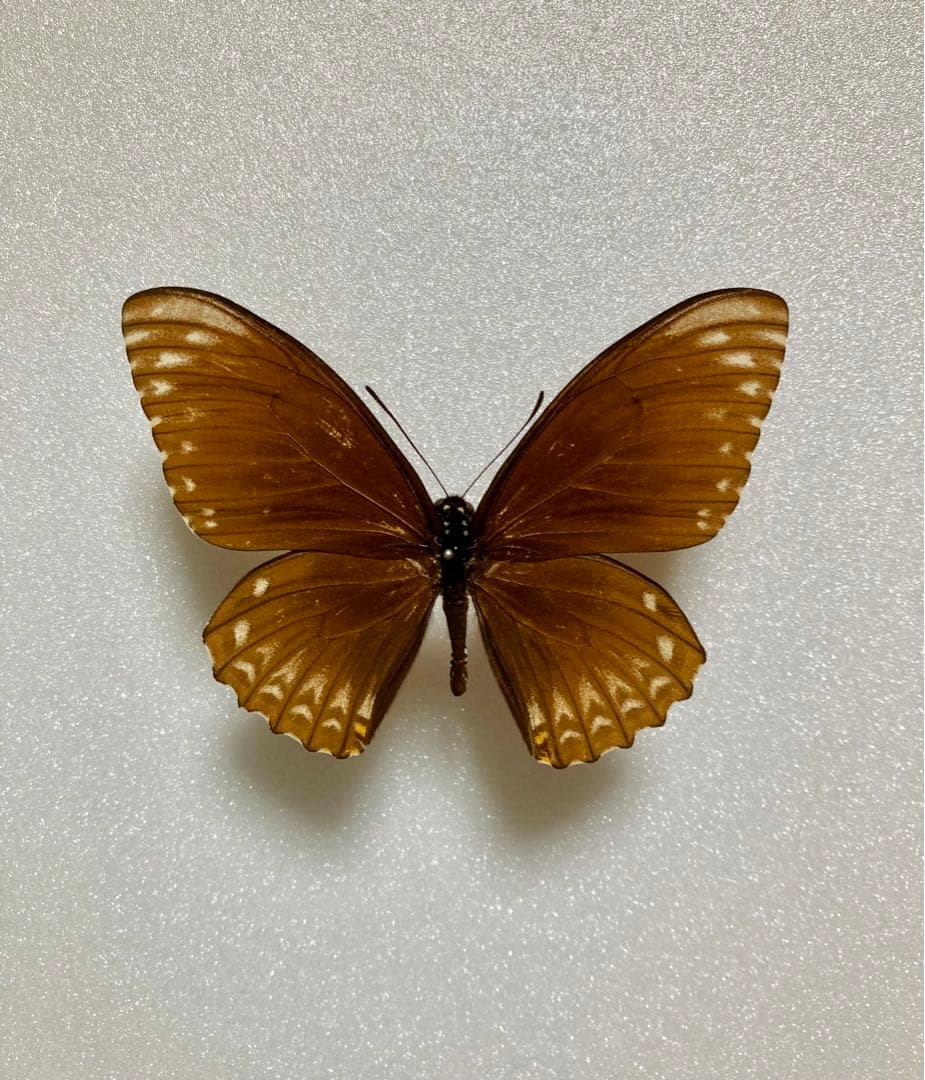 【2頭セット】マネシアゲハ、オナシアゲハ