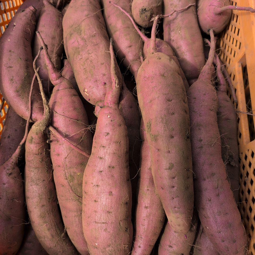 MEVIUS　千葉県産　さつまいも　紅はるか　20キロ　優品　M