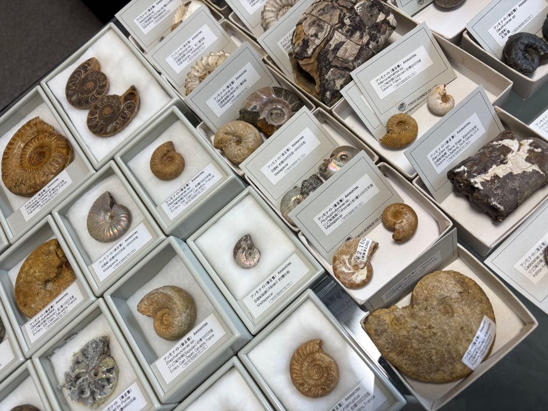 アンモナイト化石 約45個 セット