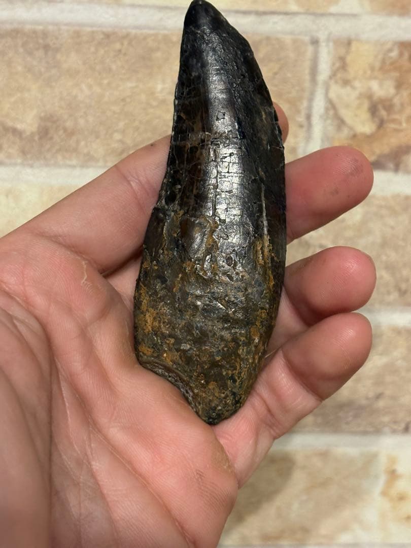 漆黒のカルカロドントサウルスの歯　化石　恐竜　ティラノサウルス