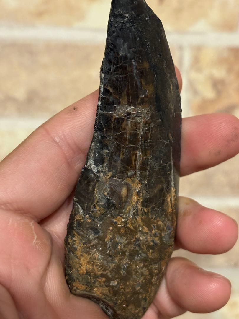 漆黒のカルカロドントサウルスの歯　化石　恐竜　ティラノサウルス