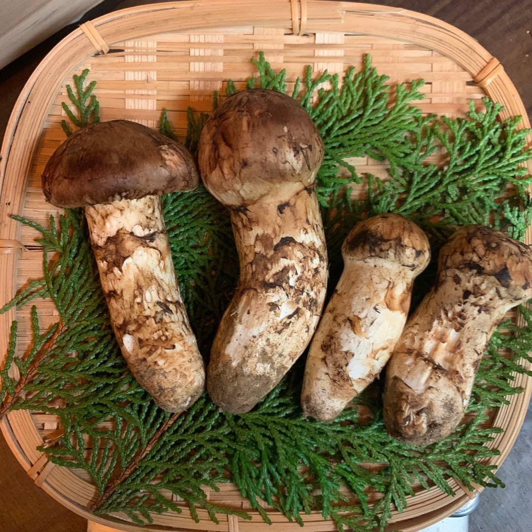 ⑥秀品【岩手県産天然松茸】収穫最終　国産本場　つぼみ採れたて　産地直送　125g