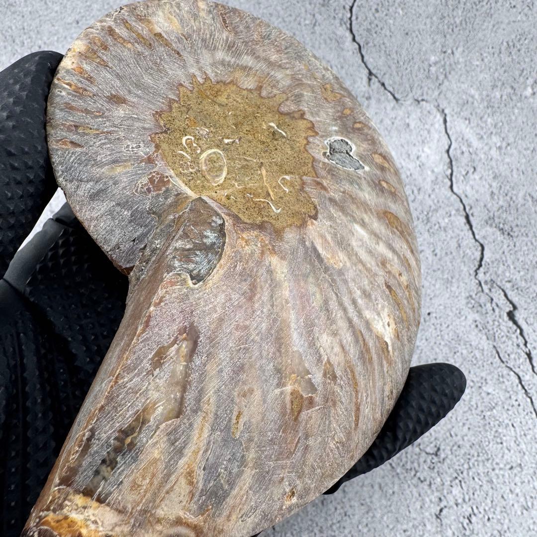 G-138天然アンモナイト 化石 左右対称ペアスライス 台座付き 鑑賞標本