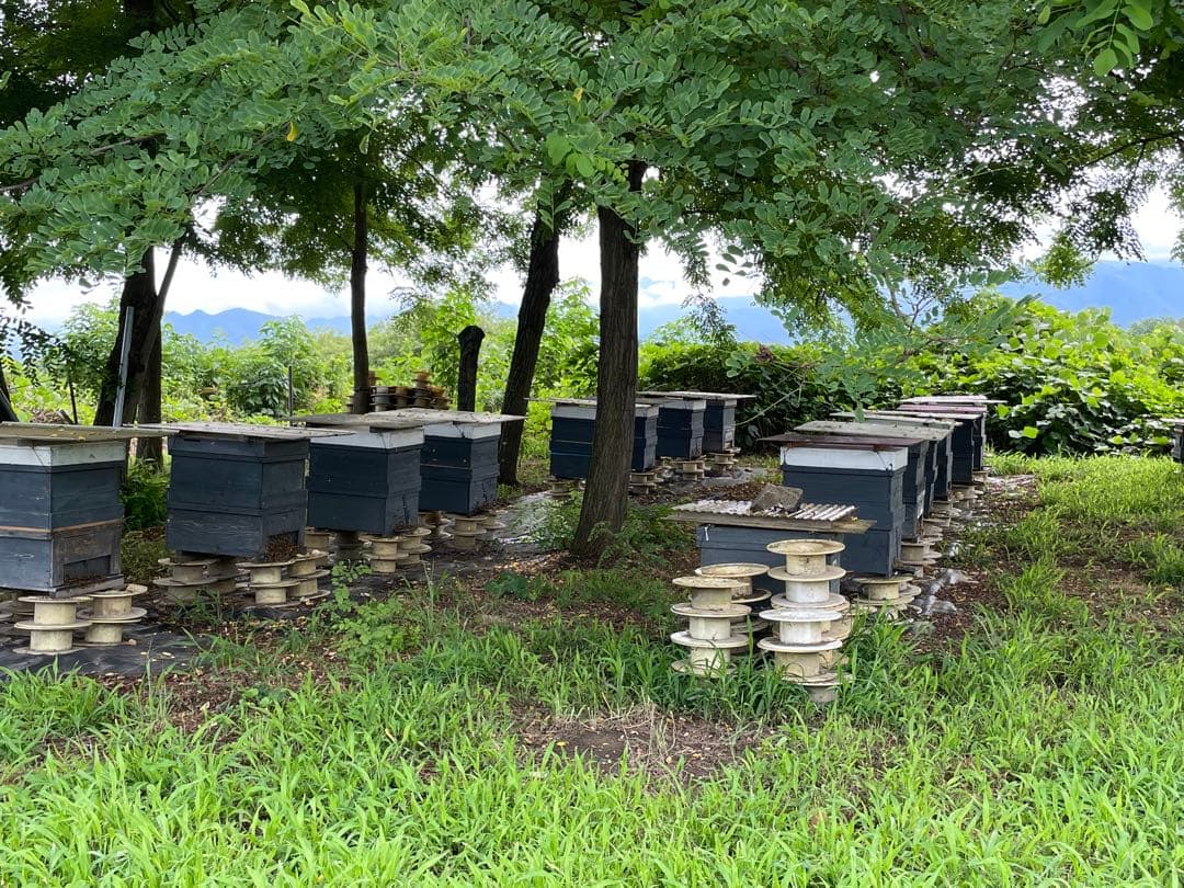 国産〈信州産〉天然はちみつ　新蜜【りんご】2【アカシア】8セット　各300g