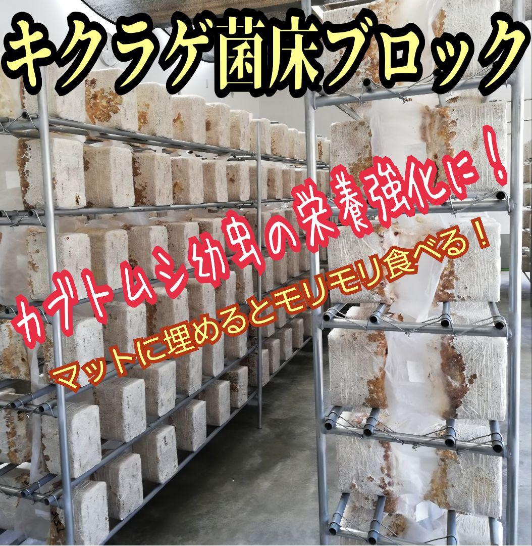カブトムシ幼虫の栄養強化に抜群！マットに埋めるだけ！キクラゲ菌床ブロック　25個