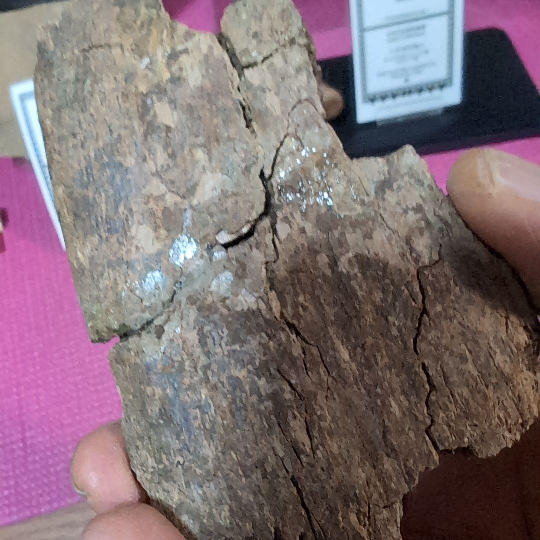 本物　ランベオサウルス　助骨化石　143グラム　ラベル付き