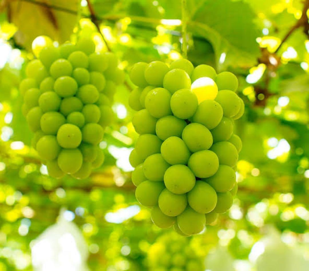 ま*ん様 【岡山県産】 5kg 甘い高級シャインマスカット! 特大粒.大房 7房