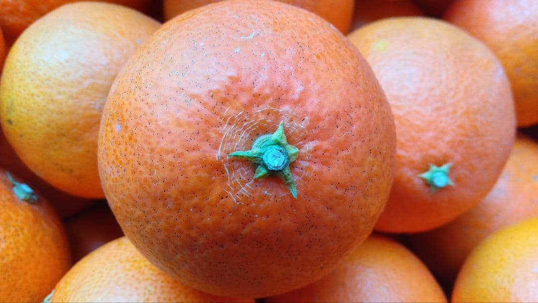 愛媛県中島産天草 20kg B級品