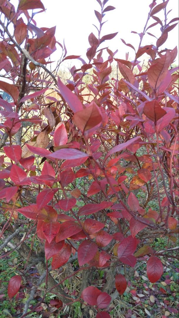 sa-★♦★♦☀他の方は不可