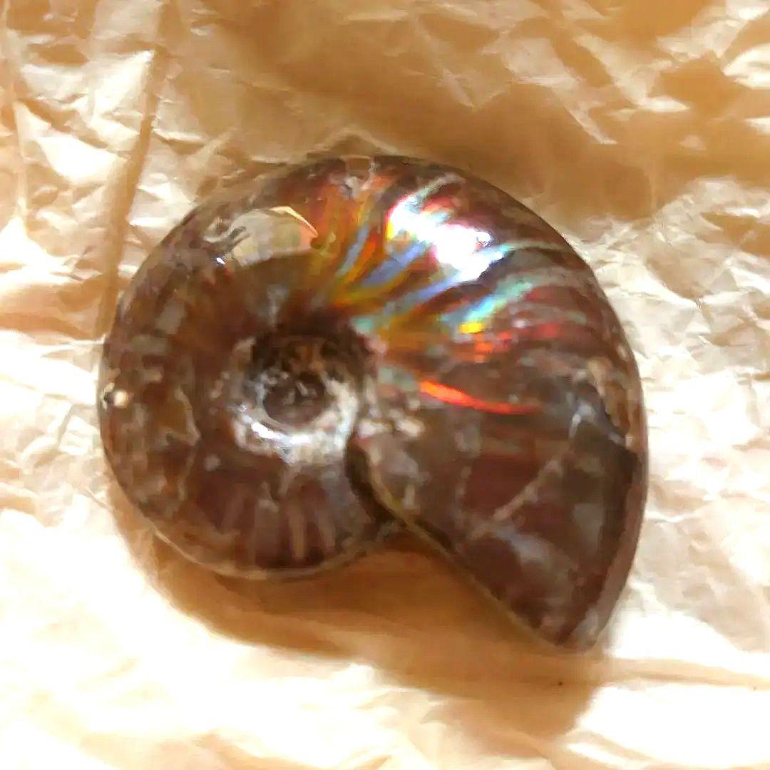 アンモナイトオパール