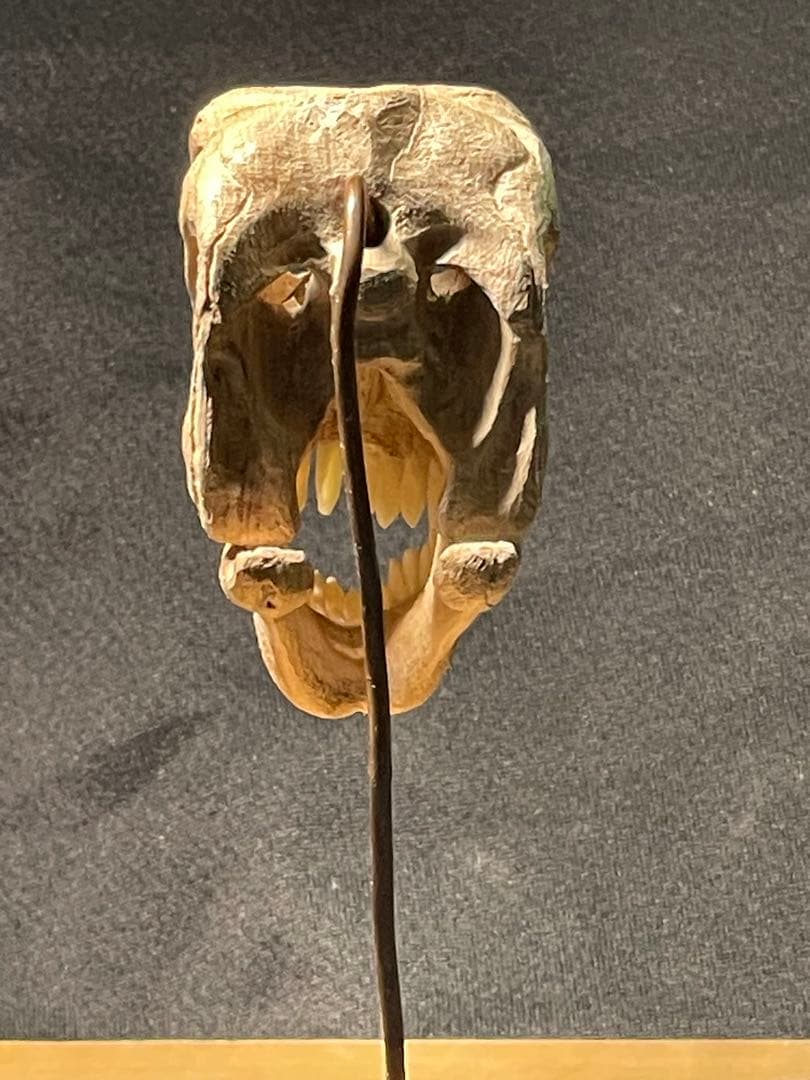 木彫　恐竜　カマラサウルス　頭骨模型　1／10スケール