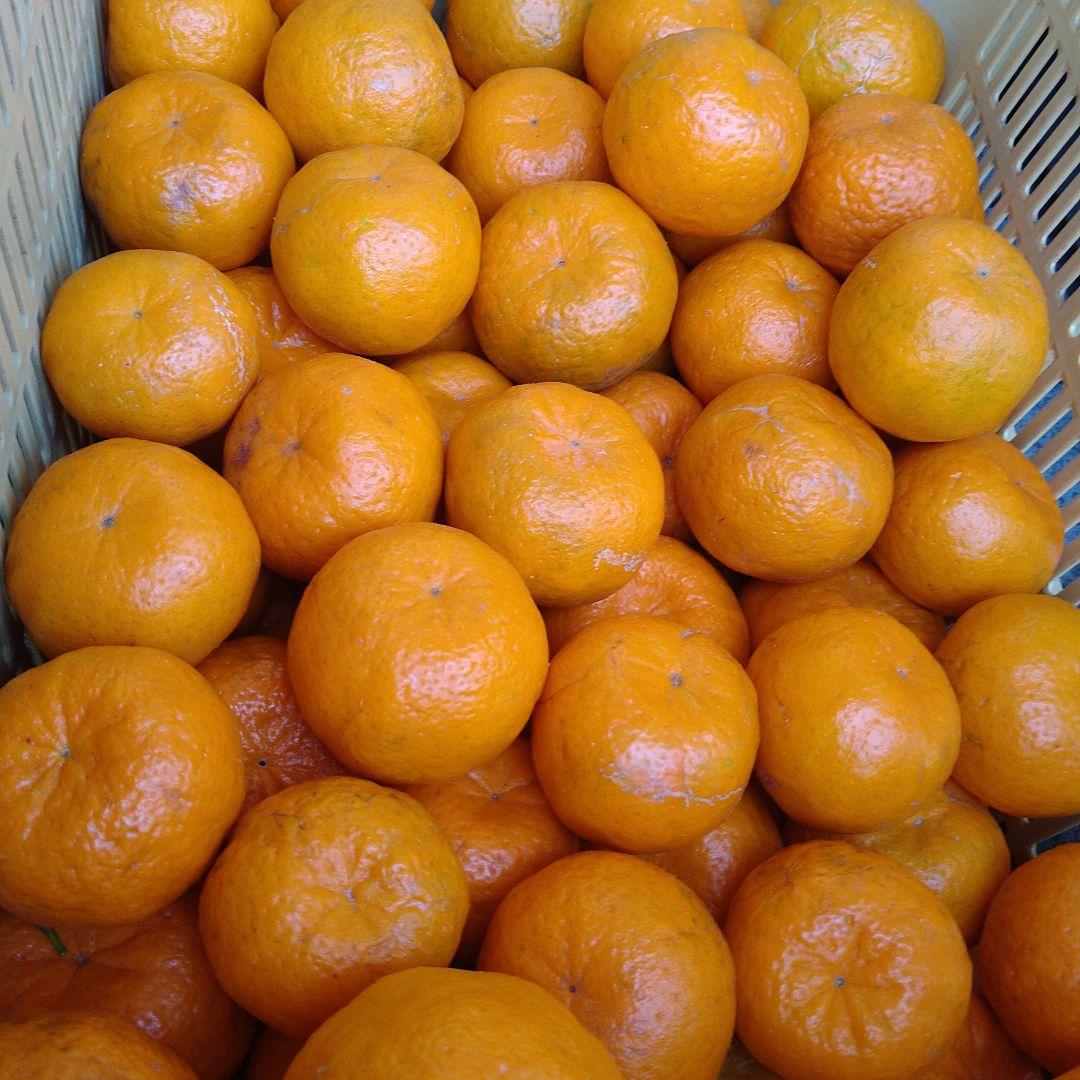 訳アリ　実のみ　完全無農薬　ポンカン　箱込み10kg未満　ゴロゴロ入り
