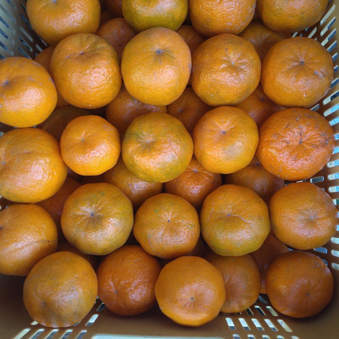 訳アリ　実のみ　完全無農薬　ポンカン　箱込み10kg未満　ゴロゴロ入り