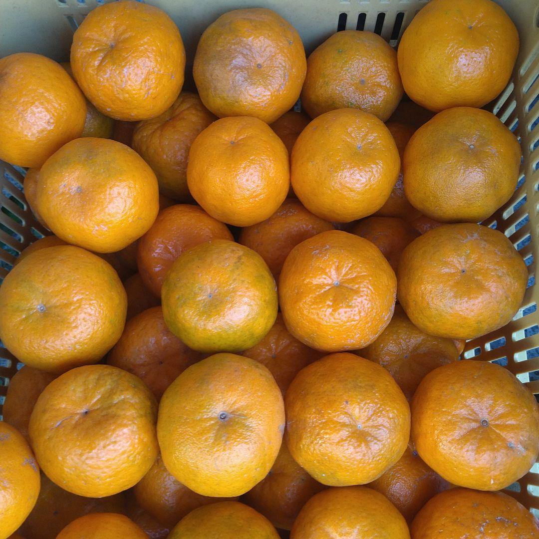 訳アリ　実のみ　完全無農薬　ポンカン　箱込み10kg未満　ゴロゴロ入り