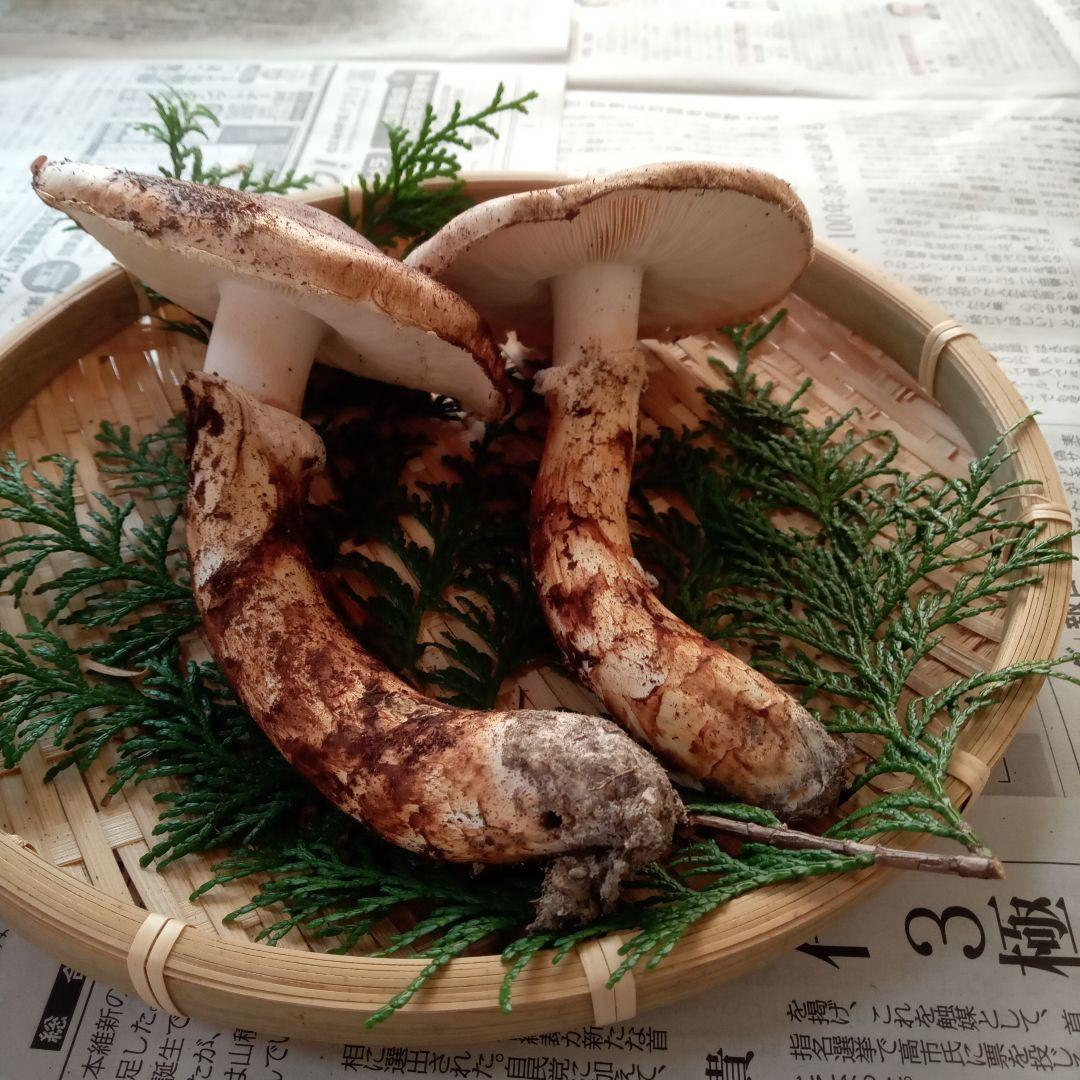 長野県産　松茸　153g