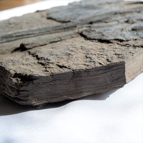 極上 ウミユリ トラウマトクリヌス 化石 本物 貴州省産 46cm um1