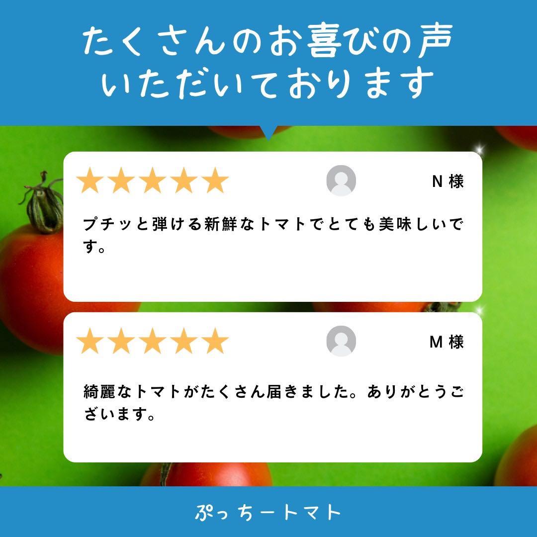 ミニトマト　12キロ　野菜　熊本　おやつ　弁当　おかず　ミネラル　リコピン