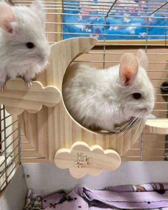 チンチラハウス  月 moon 小動物用 可愛い