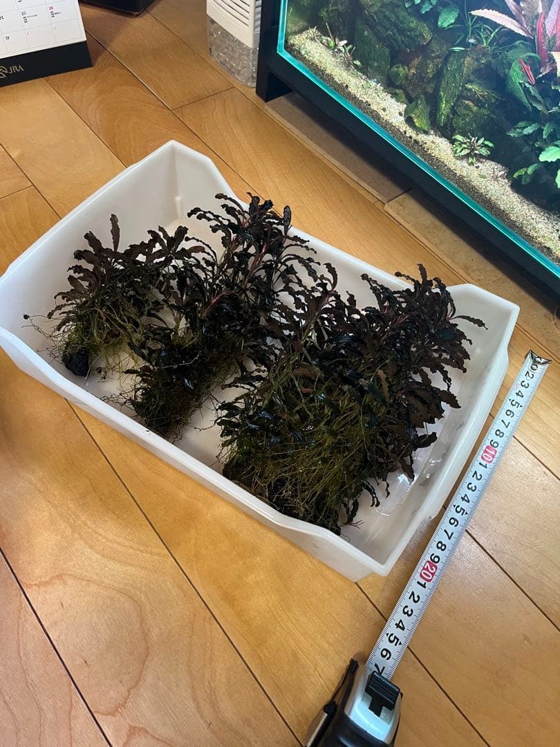 ブセファランドラ・クダガン(1.2.grow)群生株