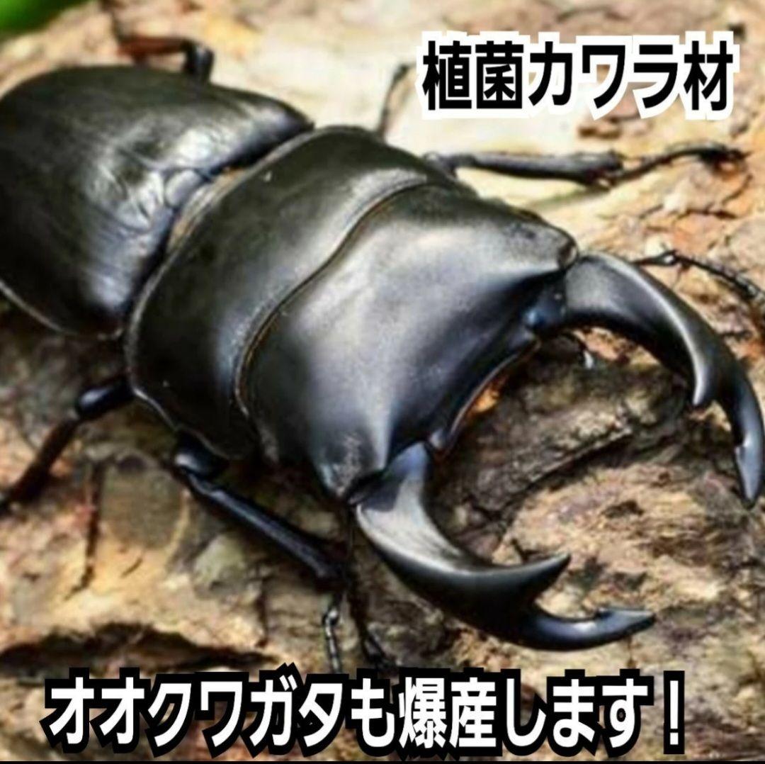5本セット！クワガタの産卵木はコレが最強！　カワラ植菌材【特大Lサイズ】