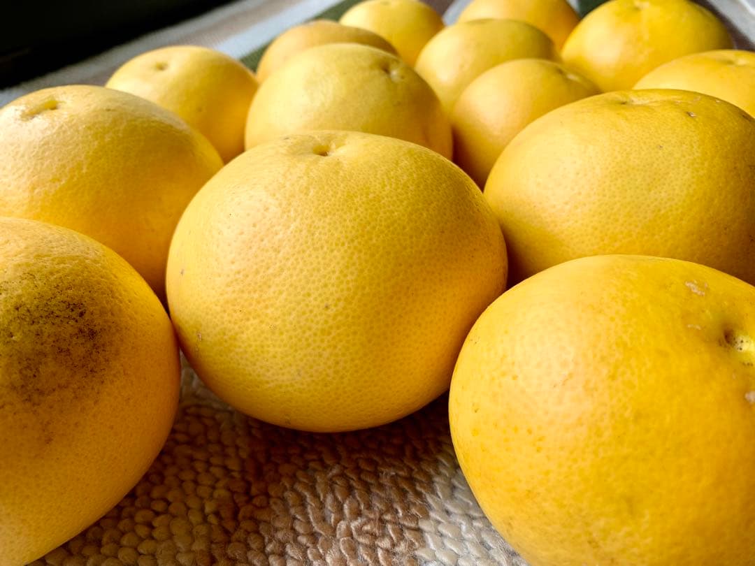 グレープフルーツ　国産