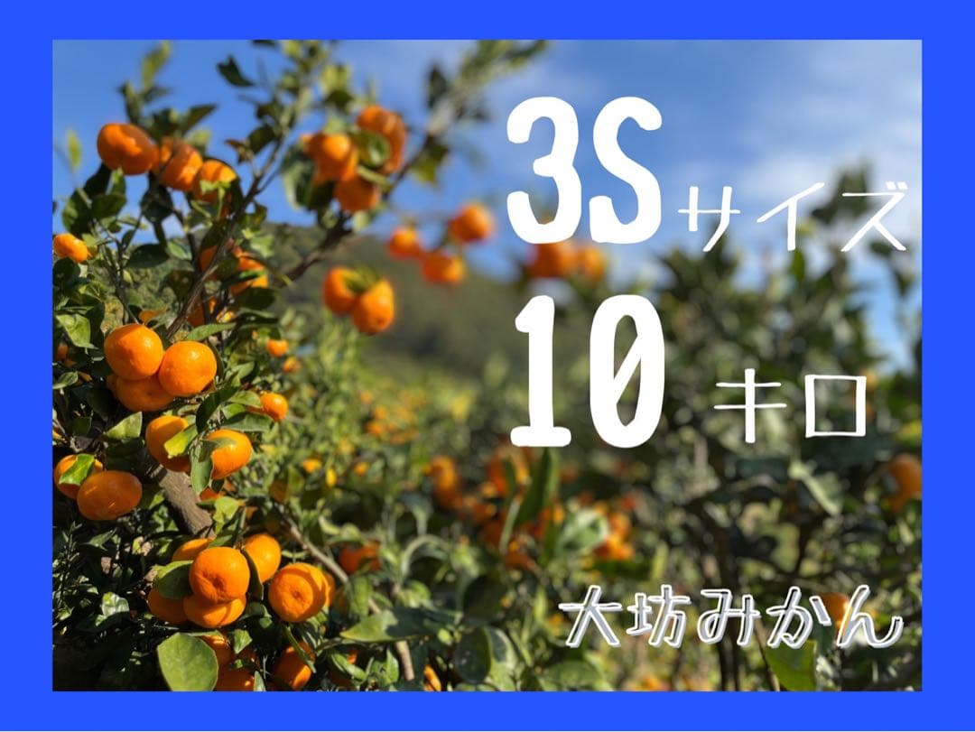 10キロも♪大坊みかん♪3Sサイズ♪