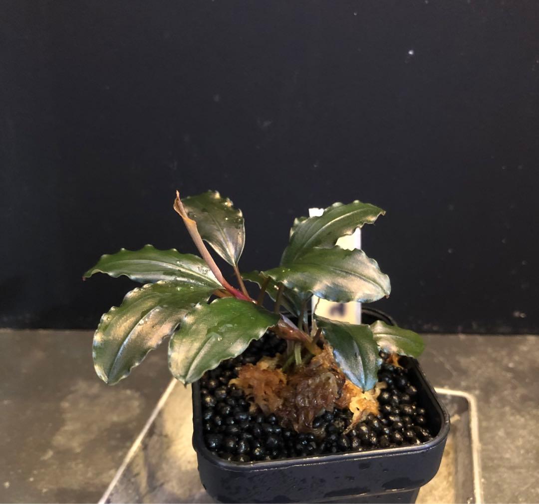 陰性水草の王様的存在【ブセファランドラ】Ghost 2016