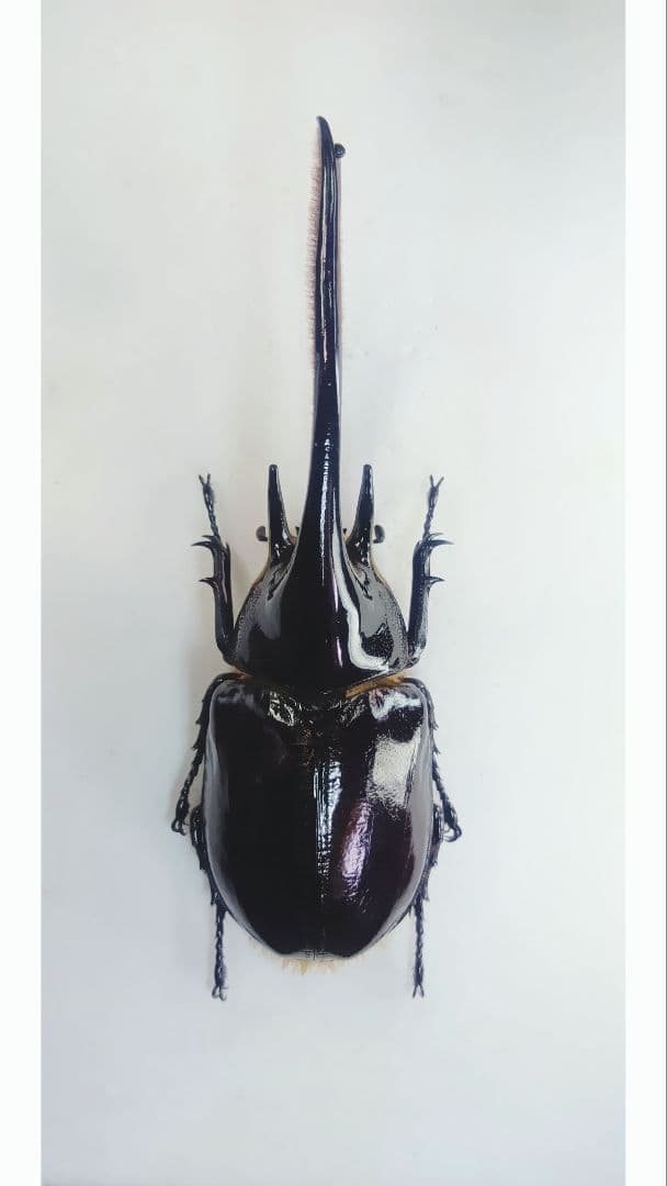 ※大型　ネプチュ−ンオオカブト　♂野外標本