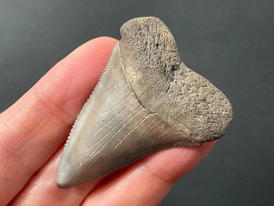 サメの歯 ホホジロザメ [GR228] 化石 希少 レア