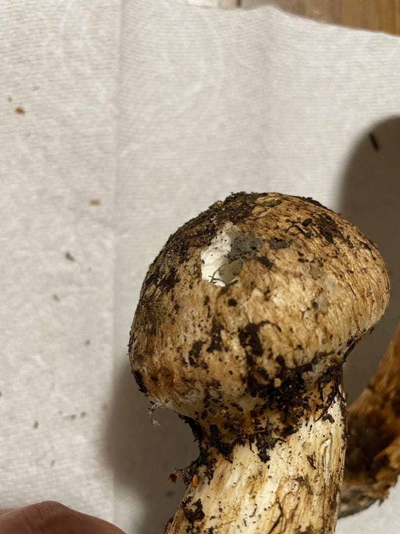 10月19日 訳あり岩手県産松茸 232g